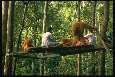 Люди сидят вместе с обезьянами на досках