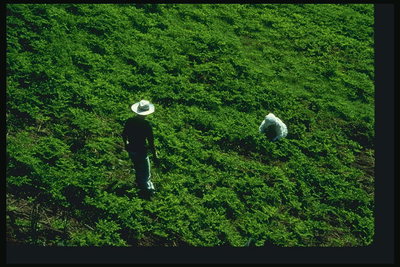 Два человека работают на поле