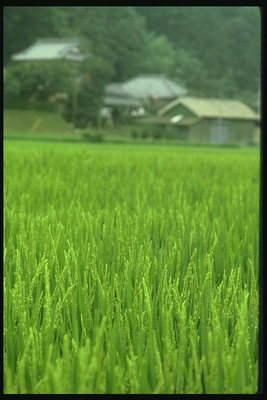 Зелёное поле засеянное пшеницей