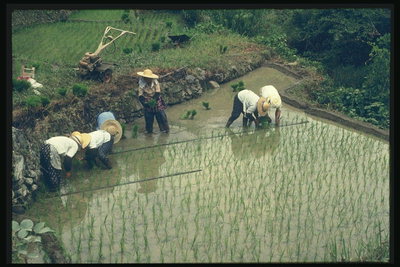 Обработка рисового поля группой людей