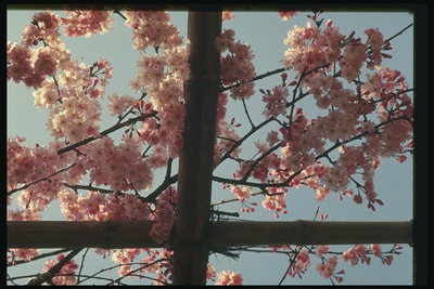 Ветка японской вишни в цветах