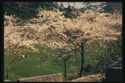 Сад цветущих японских вишен