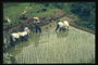 Обработка рисового поля группой людей