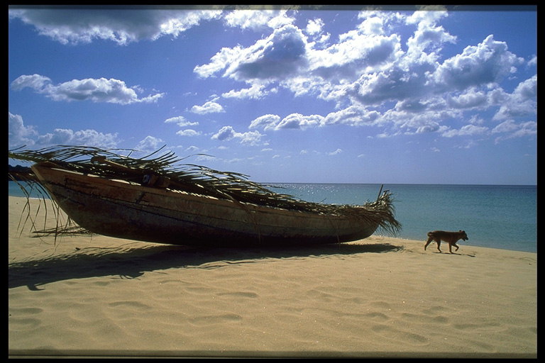 The boat is on a sandy shore shelter from the sun leaves