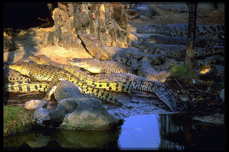 Крокодилы греются на берегу реки