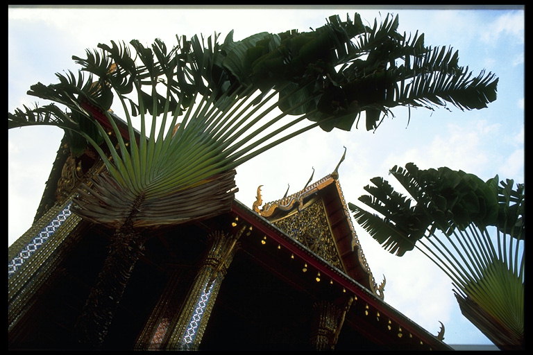 Крыши домов в ветвях пальмы
