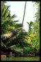 Деревья пальм растущие на берегу реки