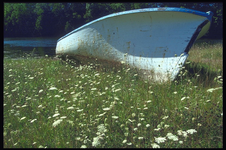 Лодка на берегу среди белых цветов