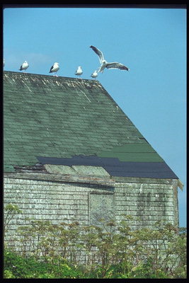 Чайки на крыше дома