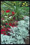 Кусты с длинными тонкими листками, кустики голубого оттенка и красные цветы