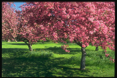 Весенний пейзаж. Деревья в красном цвету