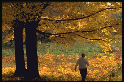 В золотых тонах осени. Желтые листья деревьев