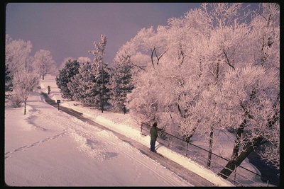 Зимняя дорога. Деревья под снегом