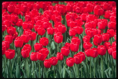 Огненно-красные бутоны тюльпанов