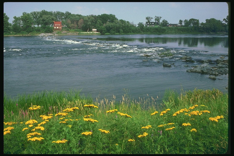 Естественная преграда- камни среди реки. Желтые цветы на берегу