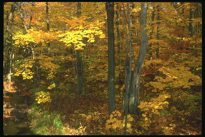 Желтое листье на деревьях и на земле