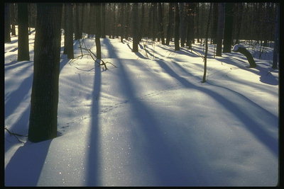 Следы на снегу среди деревьев
