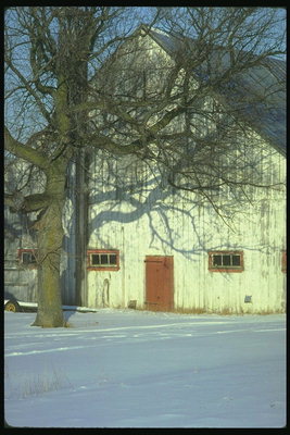 Голое дерево у постройки