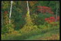 Осень в лесу. Зеленые, желтые и красные листья