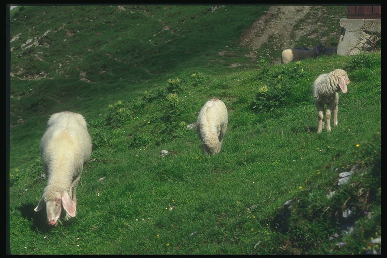 オーストリア。 ラグ。 羊の放牧