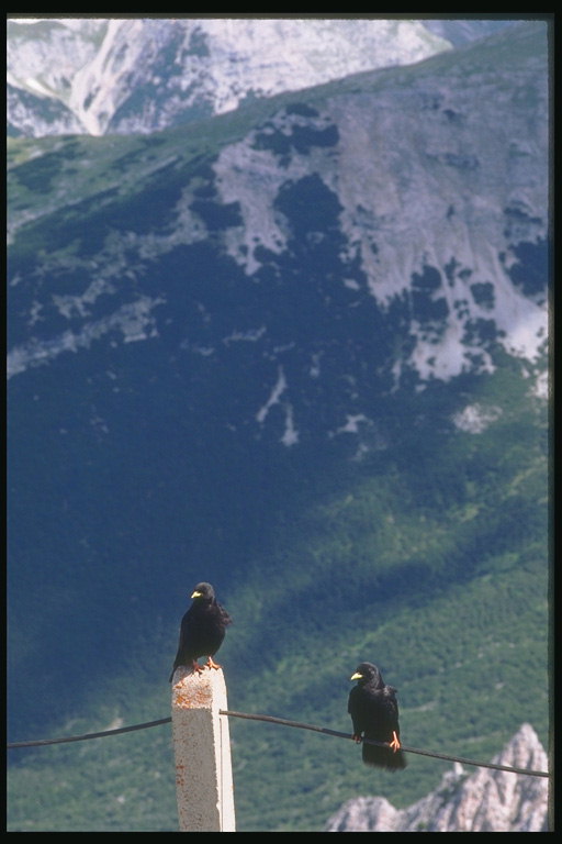 Austria. Dos cuervos en la cima de la montaña