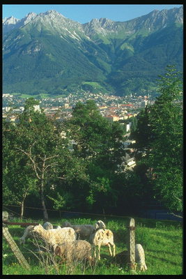 オーストリア。 これらのフィールドは、牧草地子羊
