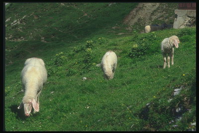 Itävallassa. Retuuttaa. Lampaiden laiduntaminen