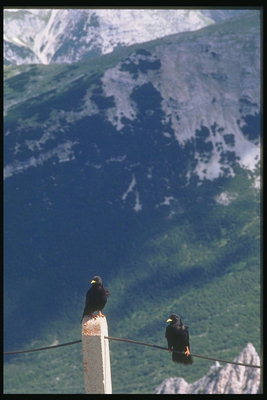 Austria. Two crow at the top of the mountain