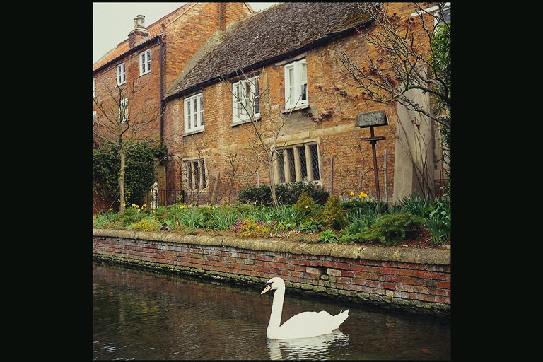 Houses near the river. Swan on the shore
