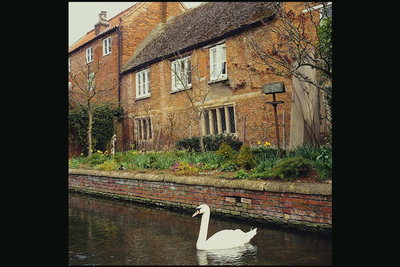 Kuća u blizini rijeke. Swan na obali
