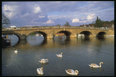Mosta cez rieku. Labutě v rieke