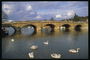 สะพานข้ามแม่น้ำ. Swans ในแม่น้ำ