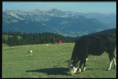 Корова на фоне горных массивов