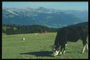 Корова на фоне горных массивов