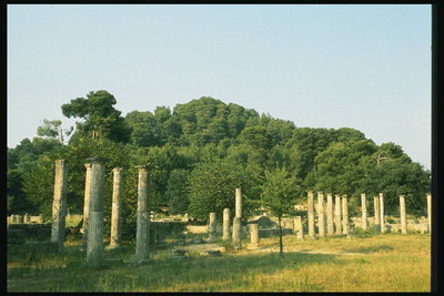 Ряд колон среди деревьев
