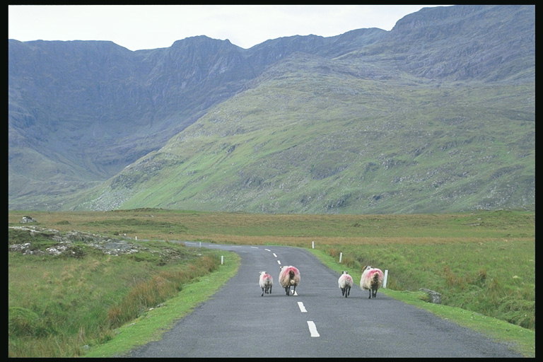 Овци на шоссе