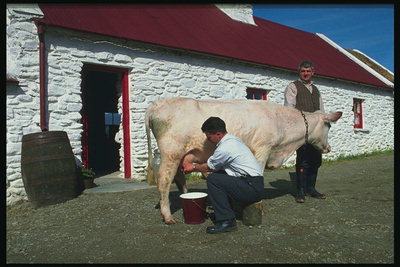 Мужчина в процессе доения коровы