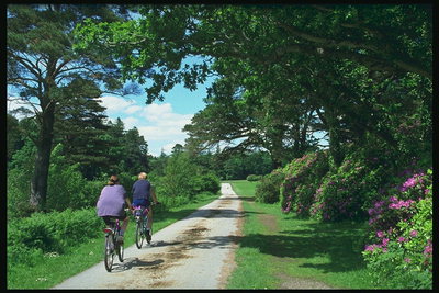 Прогулка на велосипедах в тени деревьев