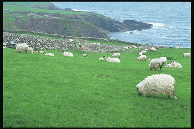 Овцы на зеленой сочной траве