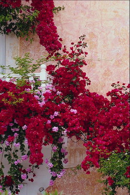Балкон. Ветки огненно-красных и розовых цветов
