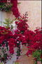 Балкон. Ветки огненно-красных и розовых цветов