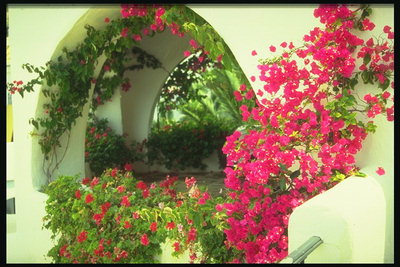 Ветки вьющихся цветов на балконе