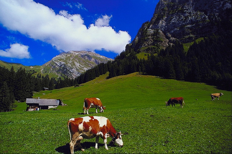 Пасущиеся рыжие коровы на лугу в долине гор