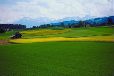 Зелёное поле. Созревшая пшеница. Вершине гор в далеке