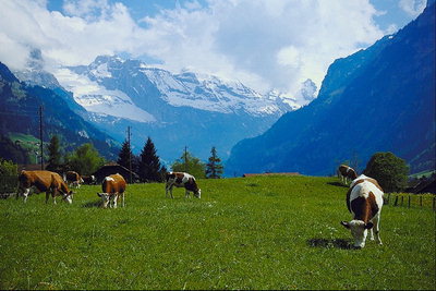 В горах на лугу пасутся коровы