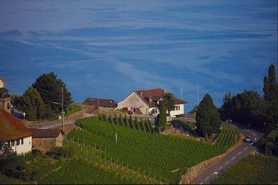 Дома на холме с виноградниками. Море в низине