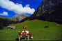 Пасущиеся рыжие коровы на лугу в долине гор