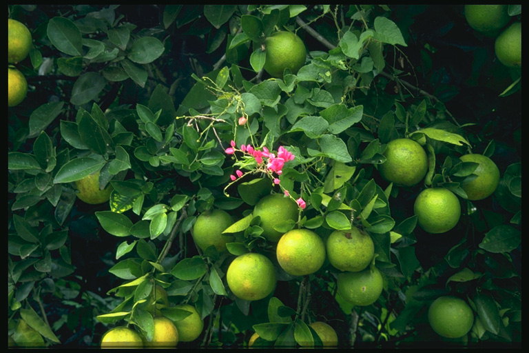 Зеленые фрукты и цветы