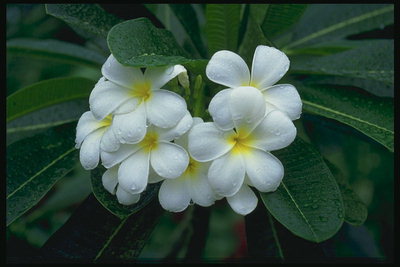 Ветка белых цветов в капельках росы