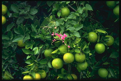 Зеленые фрукты и цветы